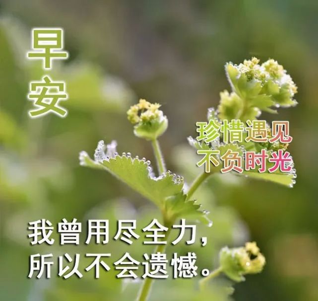 2021年早安祝福语鲜花图片唯美带字,最美早安阳光问候