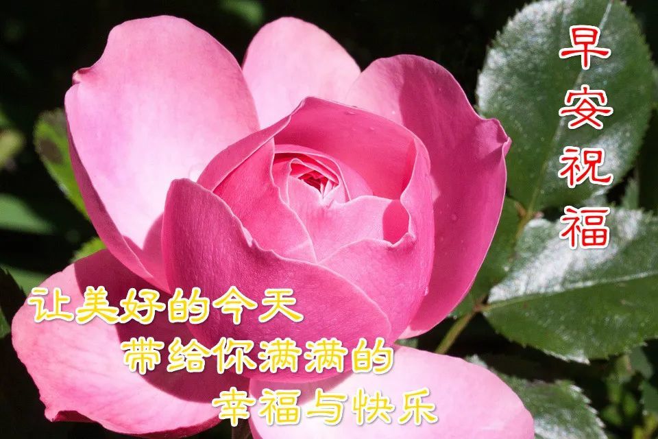 朋友圈最新出的早上好鲜花图片问候祝福句子