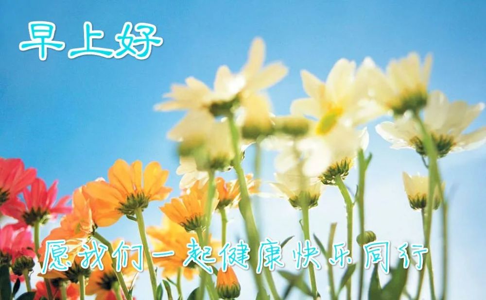 朋友圈最新出的早上好鲜花图片问候祝福句子
