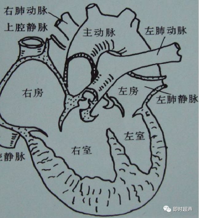 胎儿心脏三血管切面详解