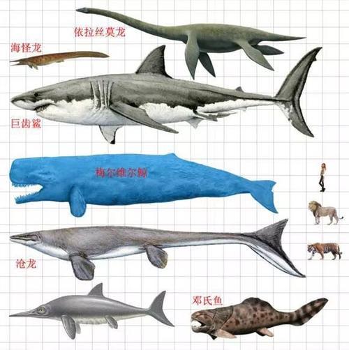 地球上90%的鲨鱼,在1900万年前莫名消失,当时到底发生