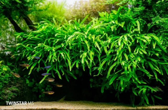 水草欣赏:美艳绝伦的水草造景