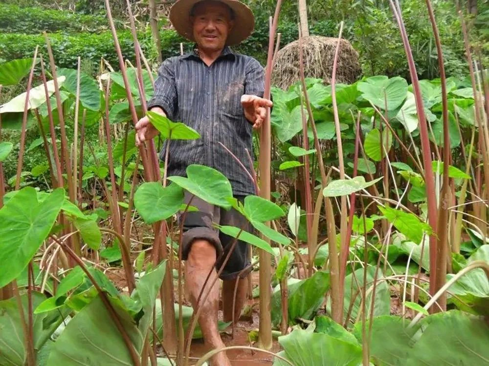 俗称"麻芋梗",新鲜的吃起来麻嘴,但腌酸菜是一绝,爽口