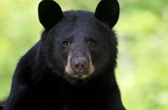 黑熊会伤人吗?