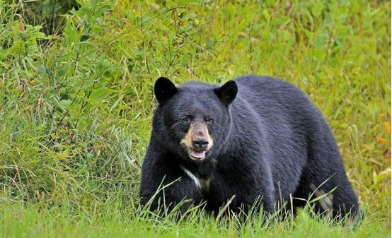 继续拿经常在吉林出没的黑熊举例子,它们也并不是没有发生过伤人事件