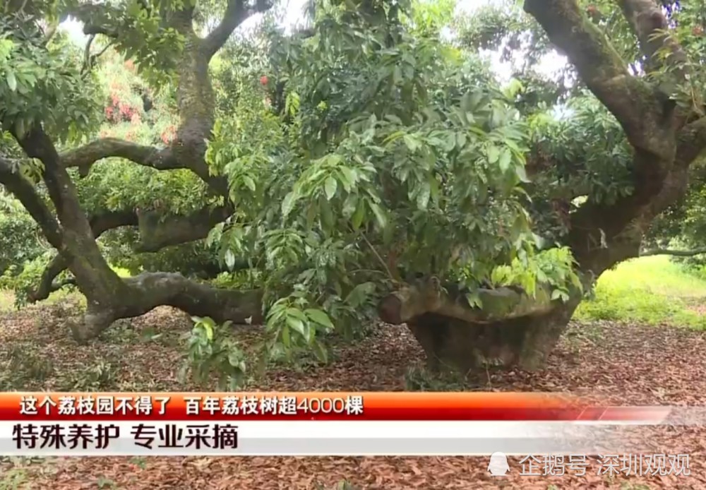 百年荔枝树超4000棵,超500年树龄有3棵,一棵树产1000多斤荔枝