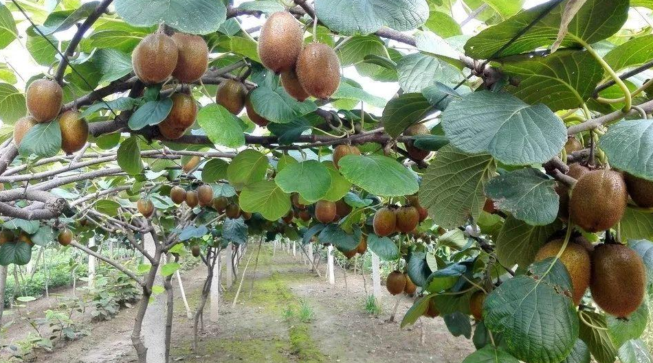 夏季使用除草剂对猕猴桃树有影响吗