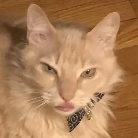 猫咪长嘴巴,可真让人"害怕!