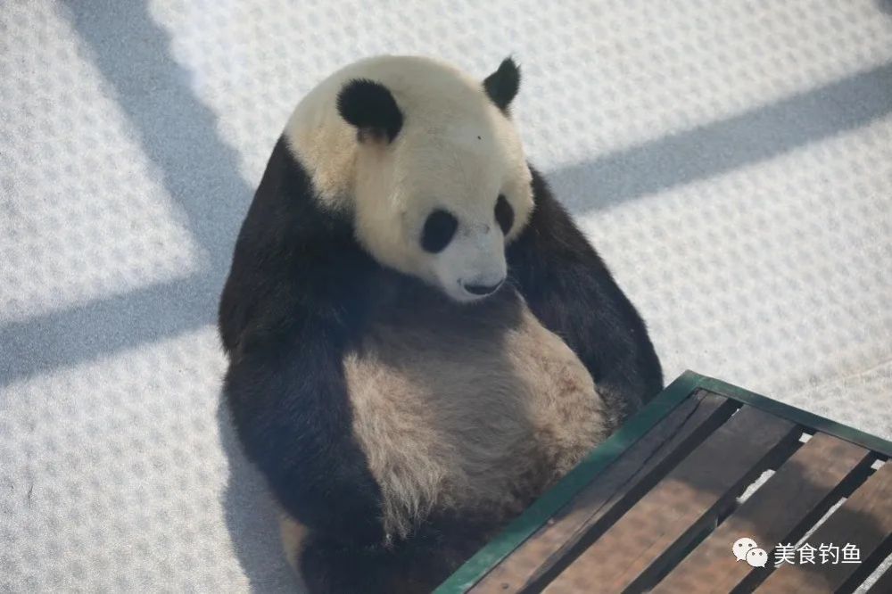 秦岭四宝科学园游玩攻略 暑期带娃来看全球唯一圈养的棕色大熊猫"七仔