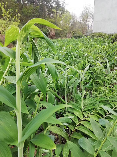 云南耘禾农业黄精种植难点分析