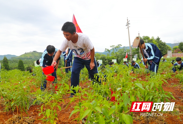 6月21日,湖南省永州市新田县骥村中学劳动实践基地,学生在给种植的