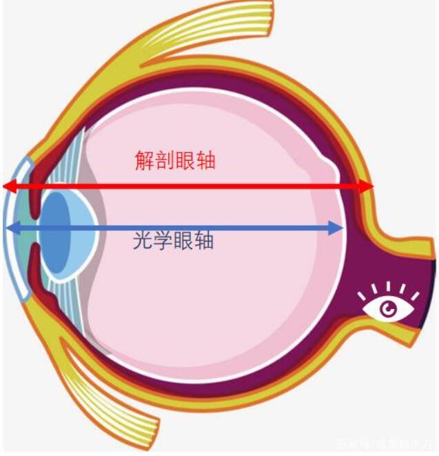 眼轴长度真的改变不了吗?视力养护到底有用吗?答案是不一定!