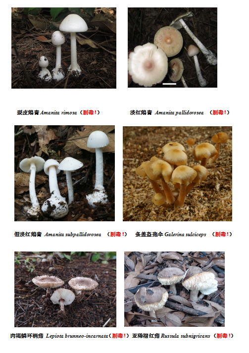 七,含鹅膏毒素的剧毒蘑菇中毒有什么症状特征?