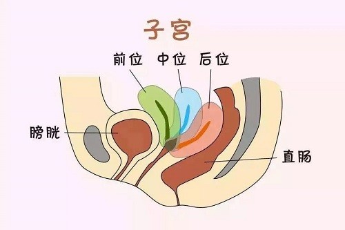 子宫位置也会影响受孕能力三种子宫类型你需要了解