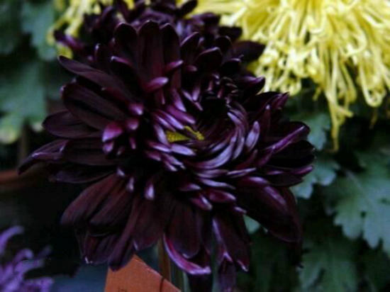 10种罕见的黑色花,都说很高贵