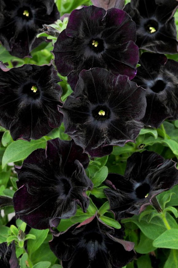 10种罕见的黑色花,都说很高贵