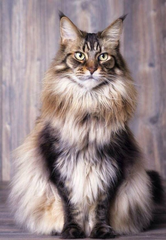 世界上十大最美猫品种排行,你家主子上榜了吗?