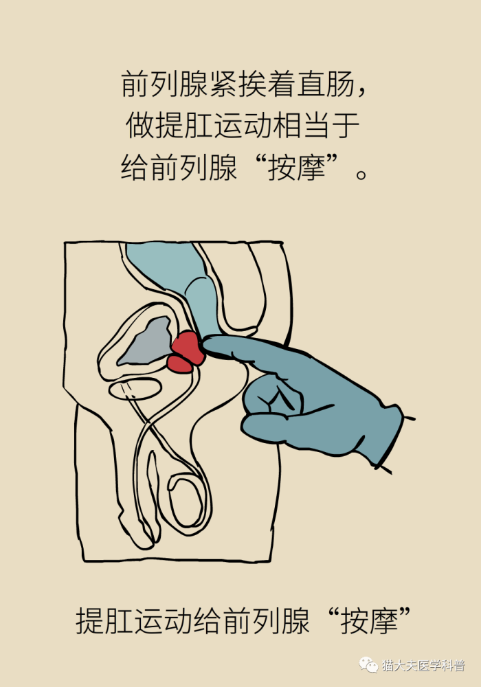 一松一紧超火的提肛运动到底有什么好处