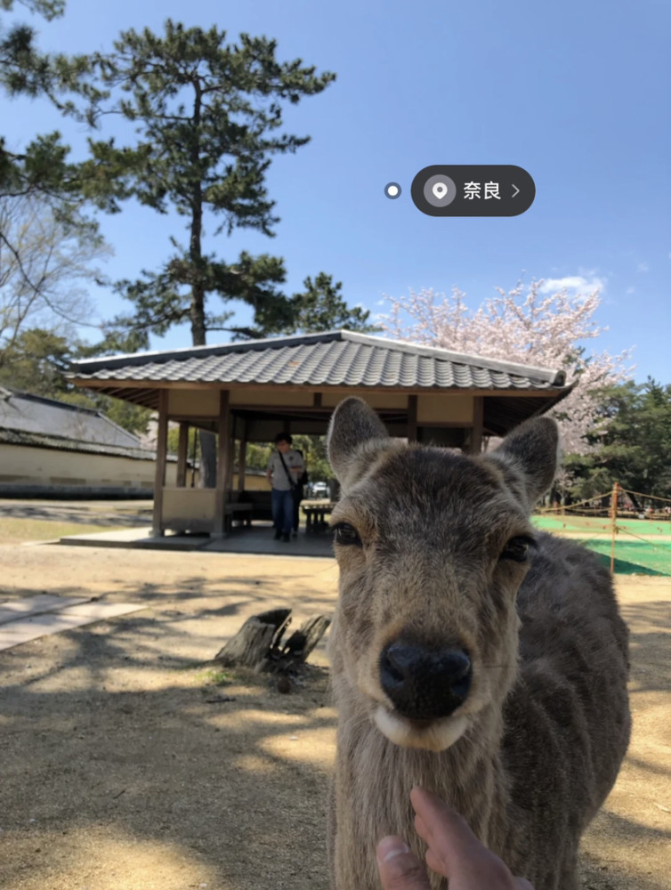 日本 大阪奈良公园!