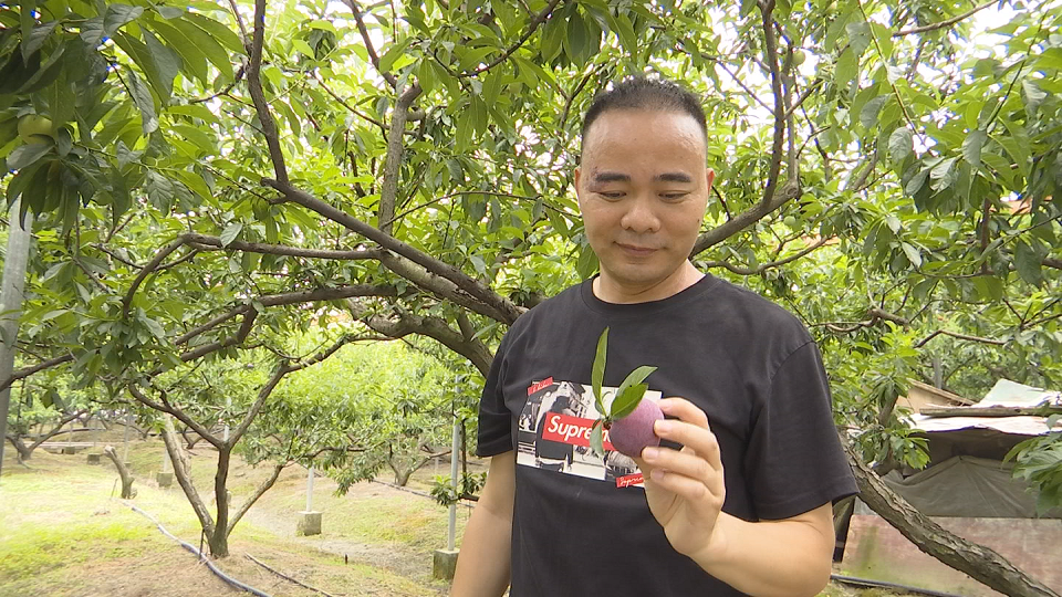 沈汉兴,桐乡市桃园村槜李专业合作社的负责人,种植槜李已经有20多年了