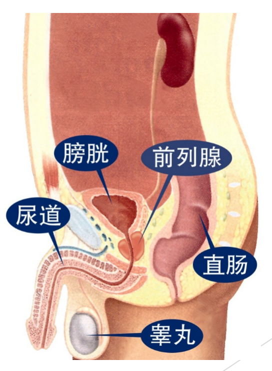 你们考虑过前列腺的感受吗?