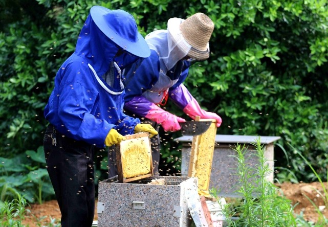 江西遂川:养蜂人取出蜂蜜准备酿造出售