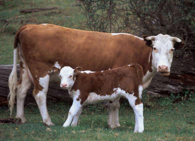 大母牛经常拉稀怎样治疗?怀孕母牛拉稀吃什么药好得快?收藏本文