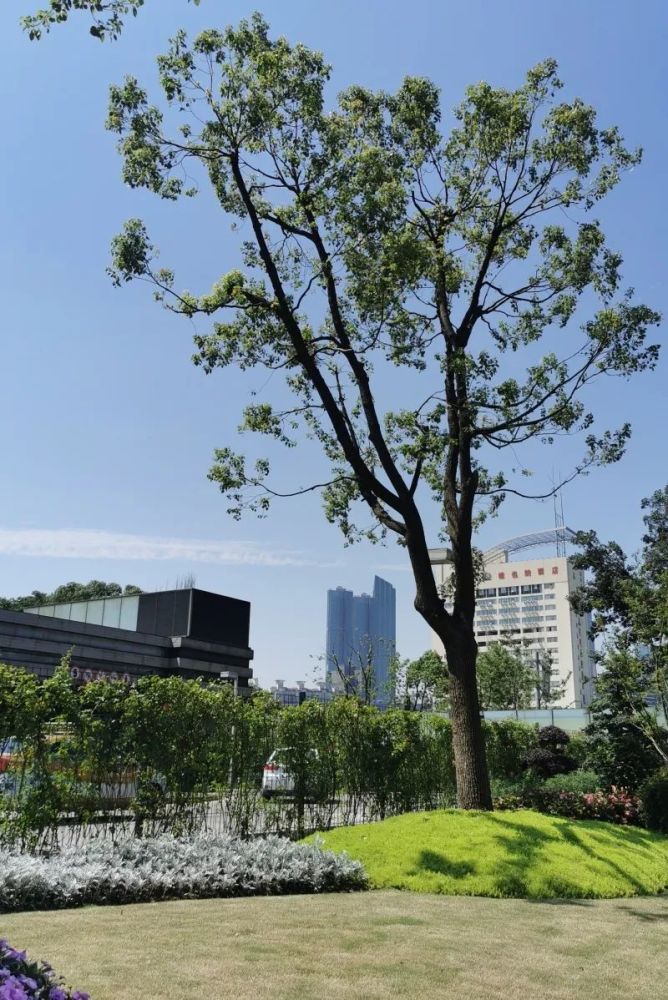 江南 白墙与迎客松 summer of 2021 惠勤路尽头 位于兴昌北路 花园