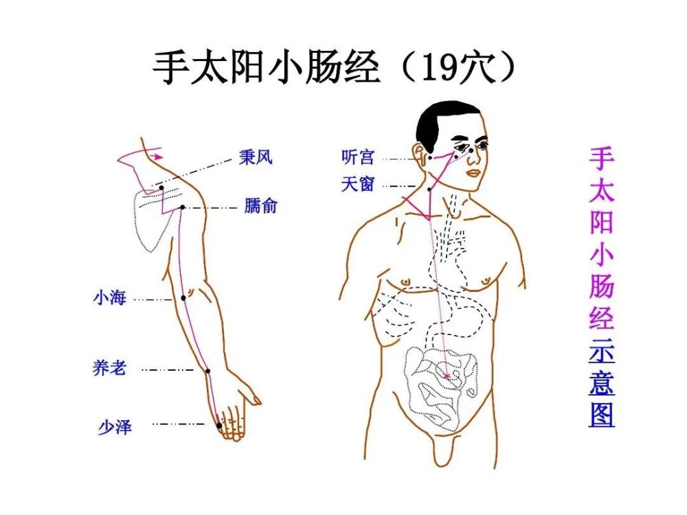 小肠经全名手太阳小肠经,一侧共19个穴位,从手小指走向面部内眼角.