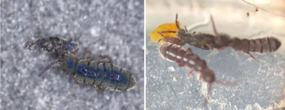 流汗了吗?想去雪地里踩虫子吗?