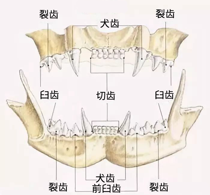 牙齿,正常成年猫犬牙之后的臼齿只有14颗(包括上下的前臼齿和后臼齿)