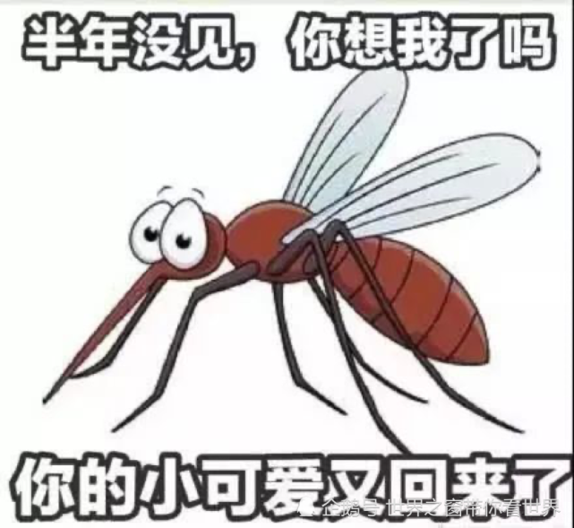 为什么被蚊子叮咬的总是你?