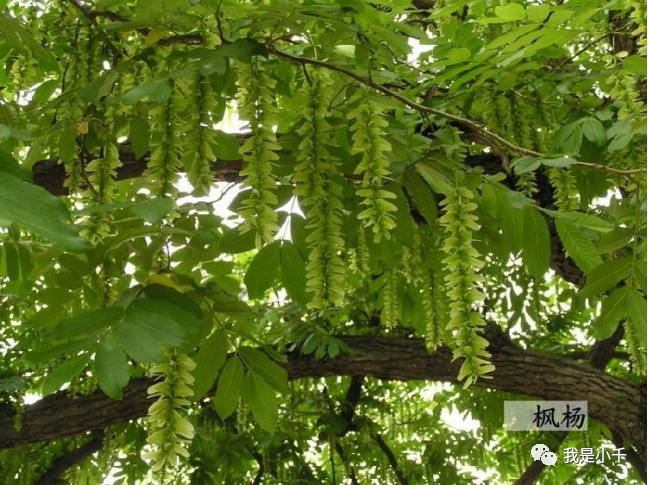 "鬼柳"——枫杨的人文历史(枫杨的植物文化及古树的传说)