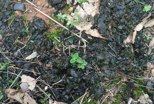 这种野菜叫做雷公屎雨后农村随处可见城市卖到35元一斤