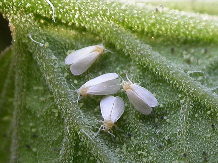 白粉虱又名小白蛾子,同翅目粉虱科,是一种世界性害虫,于七十年代传入