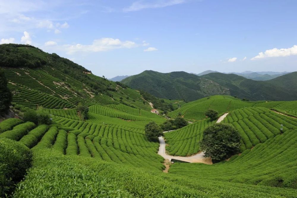 "生长环境"茶叶品质"对径山茶作出了"余杭径山茶·中国气候生态优品