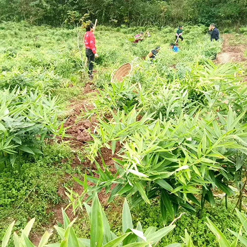 云南耘禾农业:要想黄精种得好,施肥技术少不了