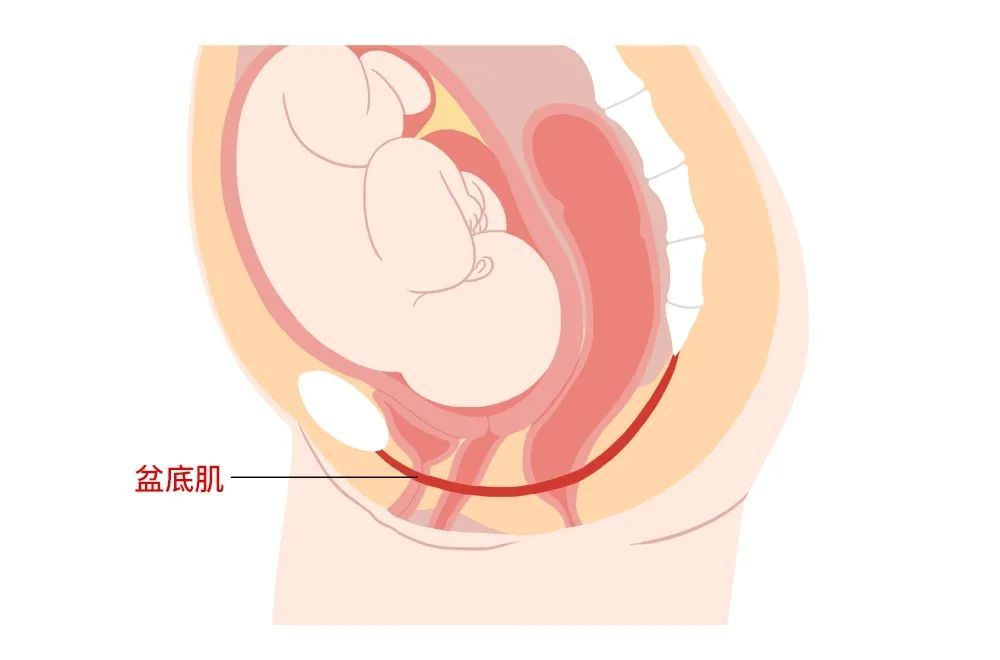 产妇部分韧带会松裂,无法固定器官在正常位置,也会慢慢出现盆底肌功