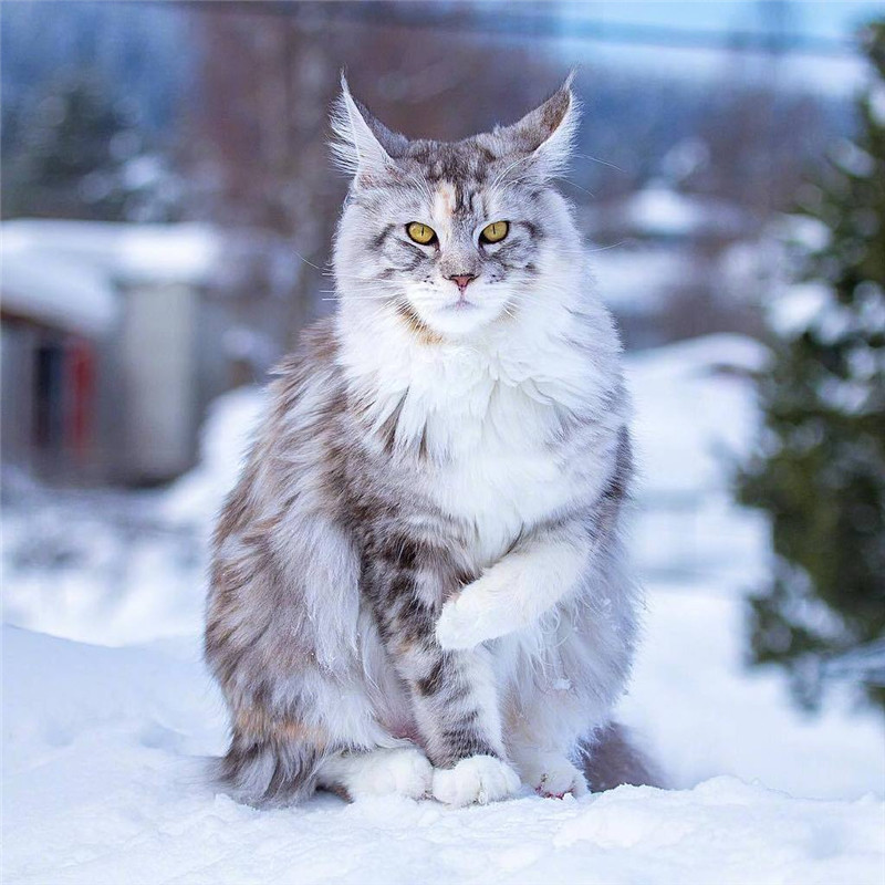 猫咪热度前十排行榜,十大当下最流行最受欢迎的猫咪.