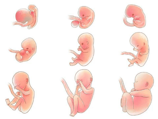 可以看见胎芽,大约是怀孕多少周了?