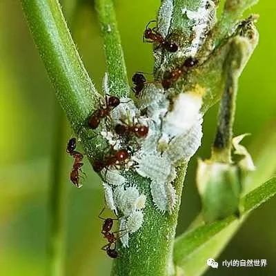 z昆虫记】再凶残的扶桑绵粉蚧也不过是蚂蚁养的"小奶牛!_腾讯新闻