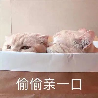 炒鸡甜的猫咪撒娇表情包合集