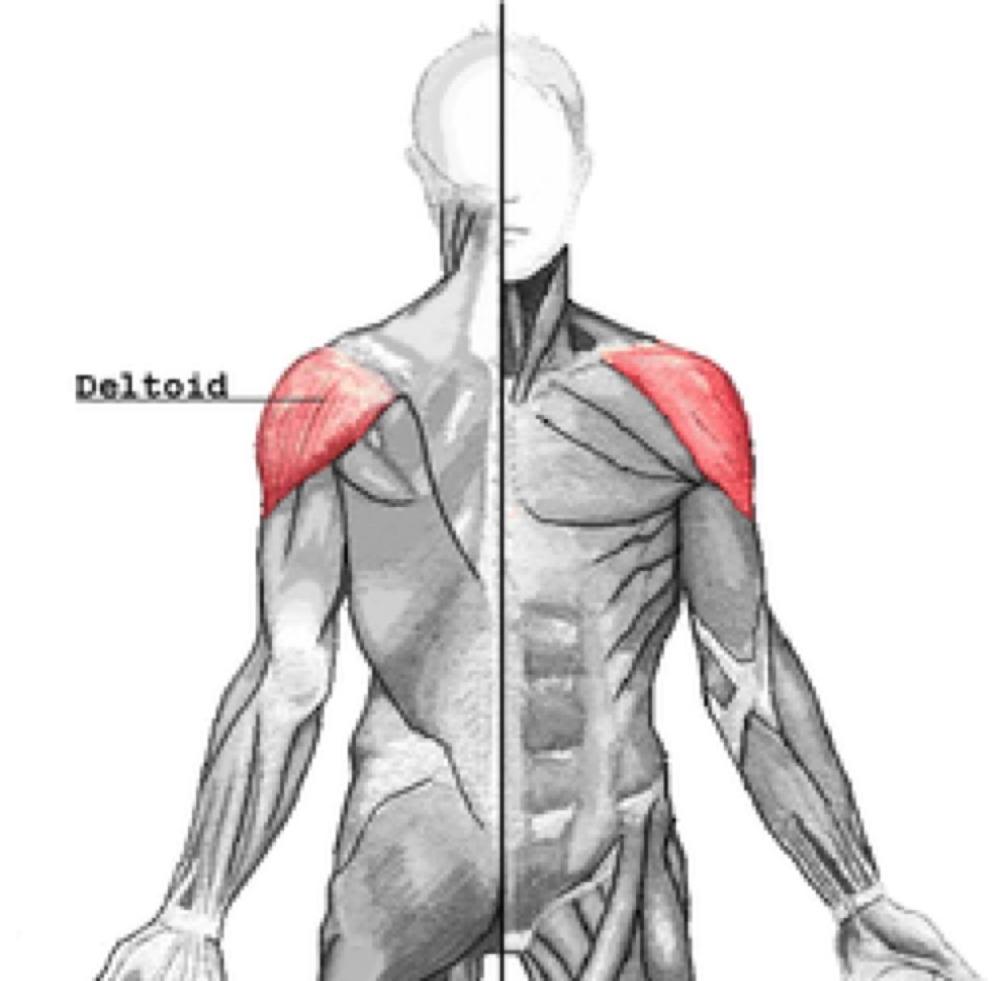 三角肌(deltoid)