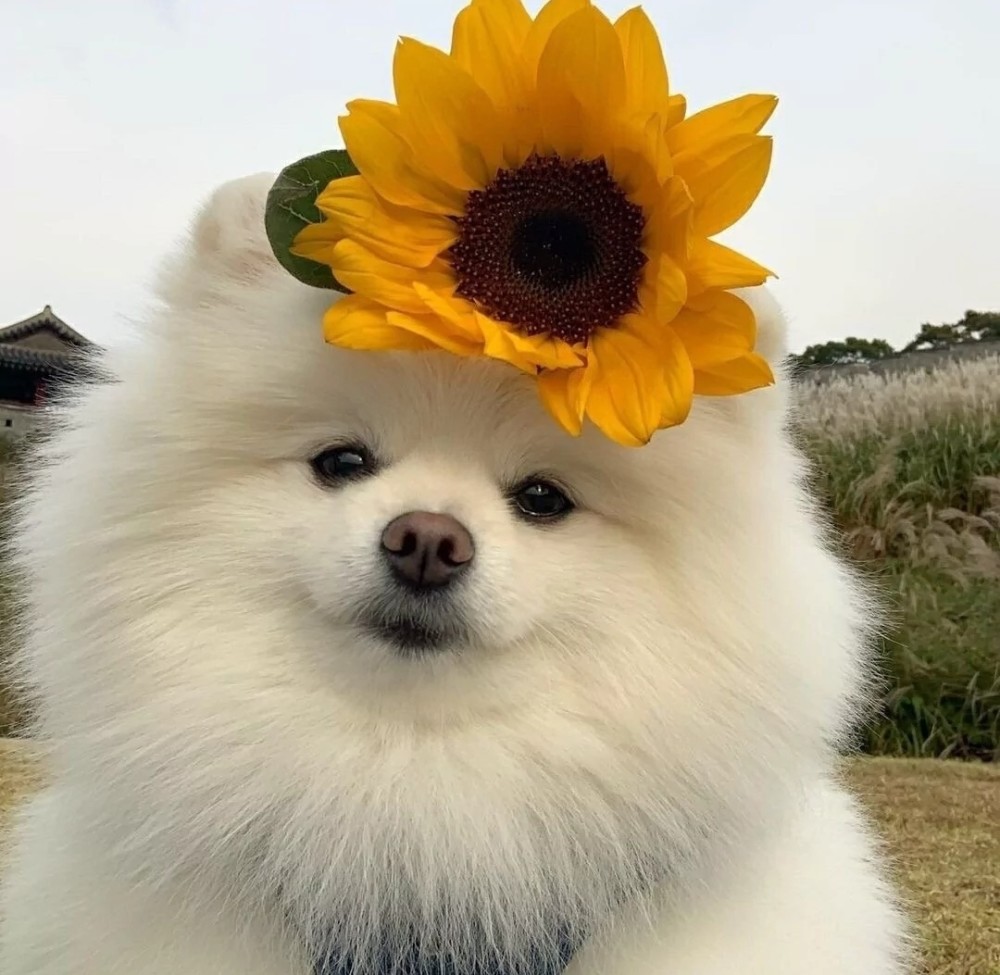 小众且好看的qq 微信头像