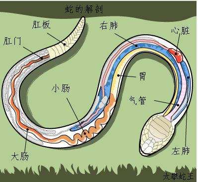 如果被蟒蛇吞进肚子里,在手持匕首的情况下,生还率有多高?