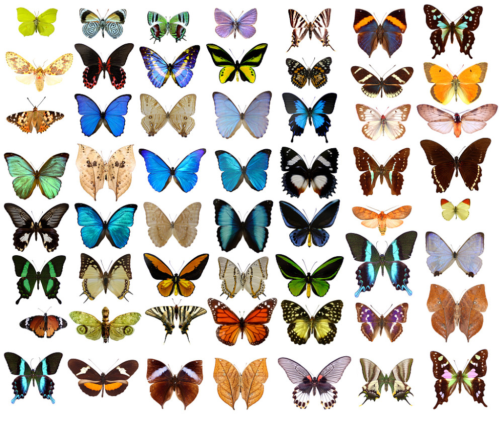 全世界有多少种蝴蝶?