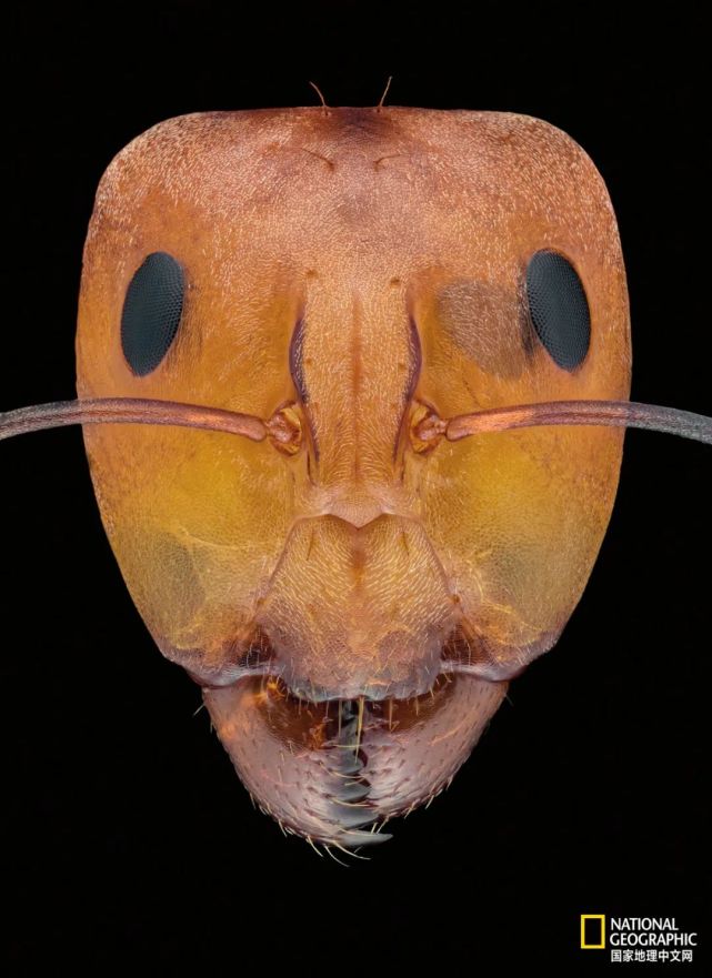 这居然是蚂蚁的脸?我满脸问号