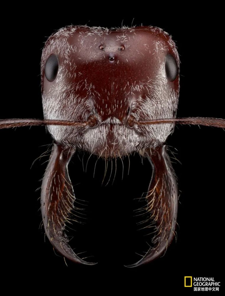 例如,他原以为多刺蚁属(polyrhachis)的蚂蚁并不鲜艳,但高倍放大图像