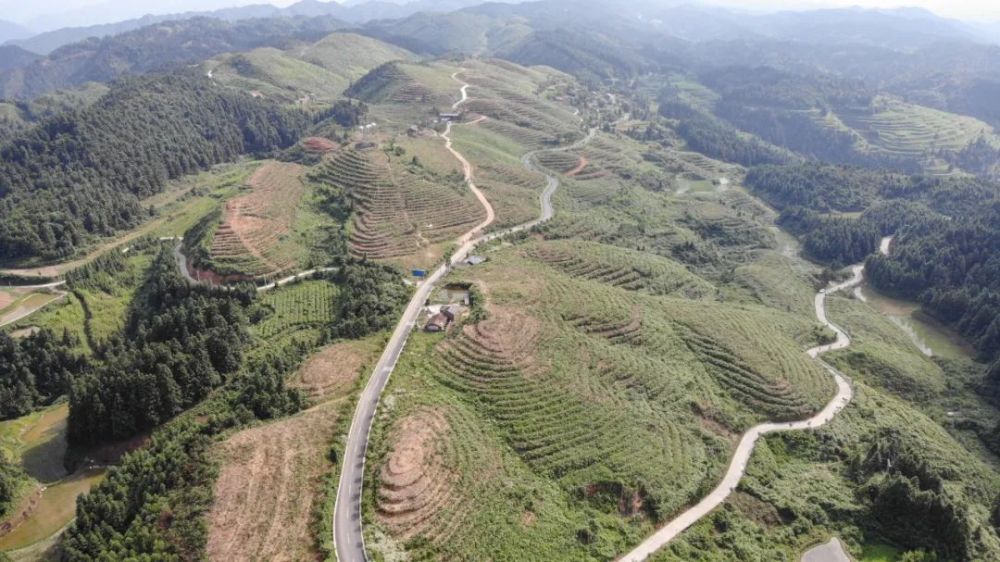 锦屏县彦洞乡:小锥栗 书写产业发展大文章