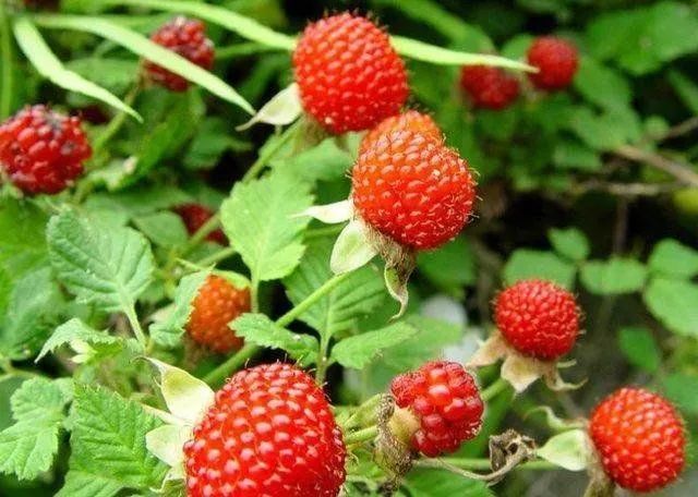 蛇莓和野草莓区别